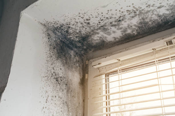 Affordable Basement Mold Removal solutions in Oldtown, MD
