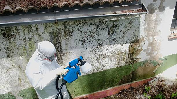Top rated local Basement Mold Removal specialists in Oldtown, MD